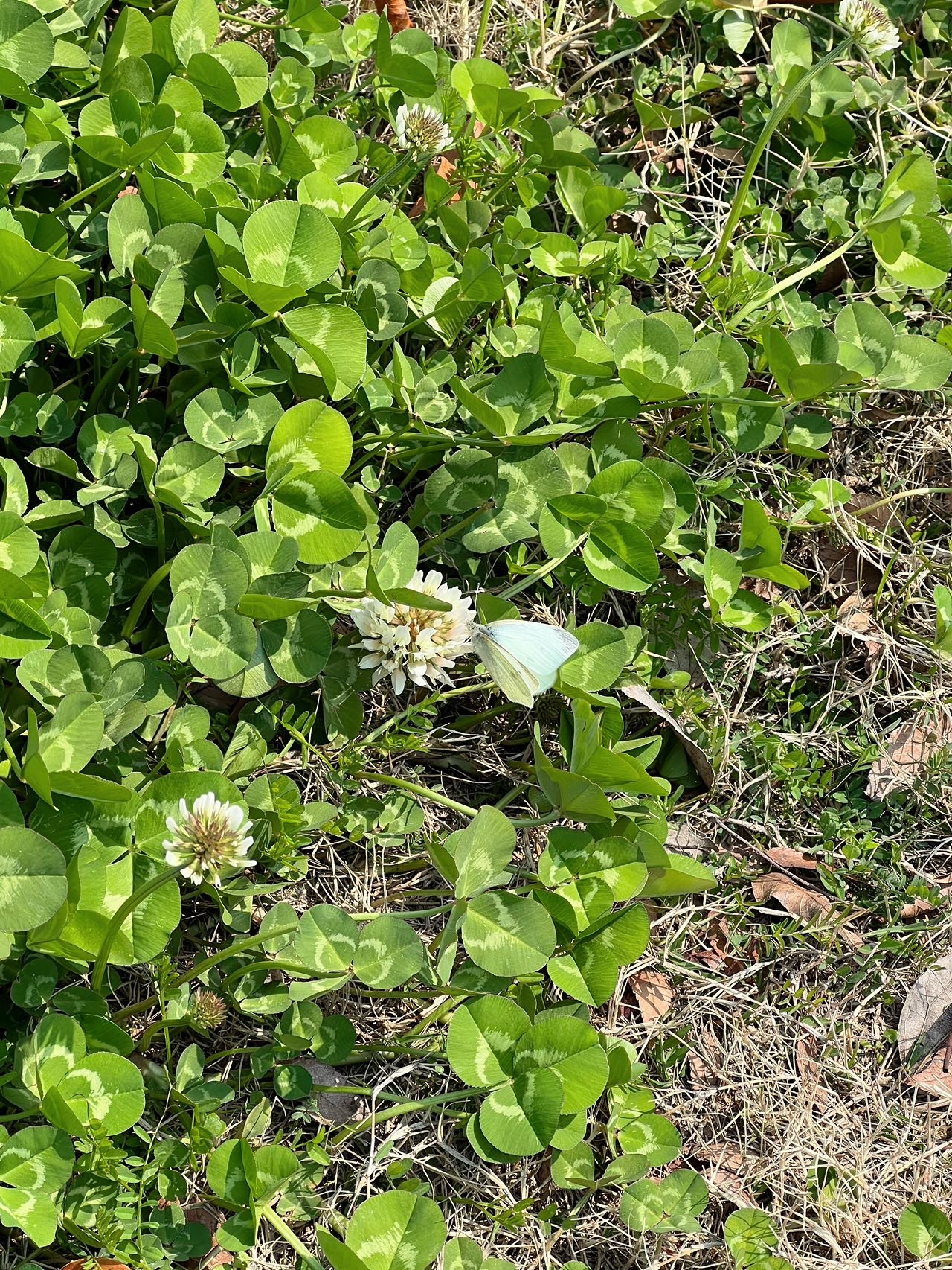 菜粉蝶