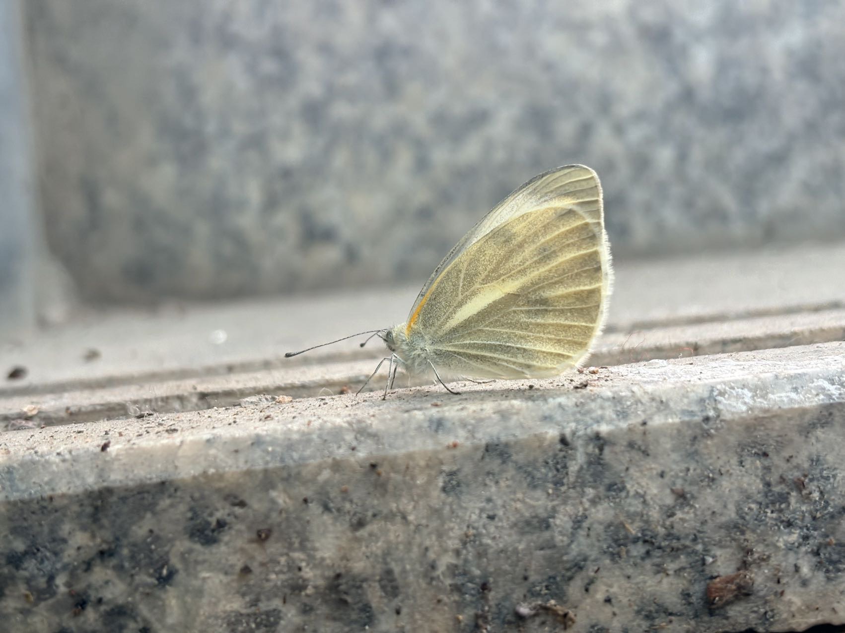 东方菜粉蝶