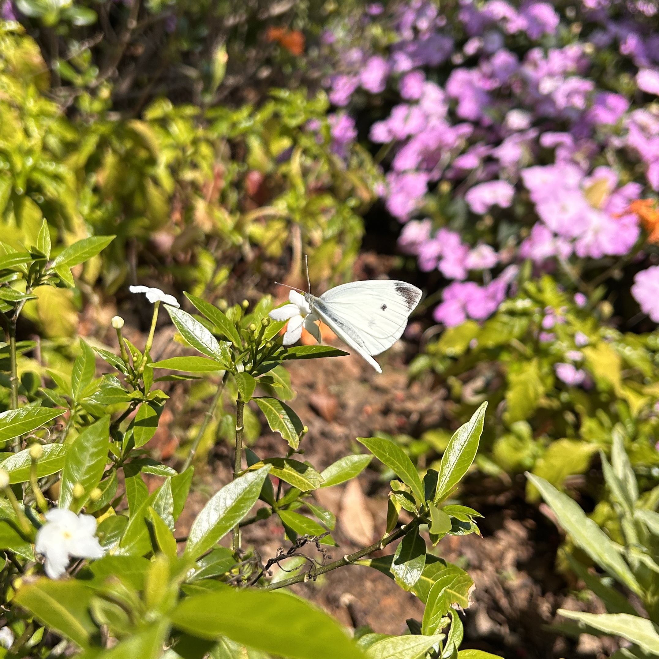 菜粉蝶