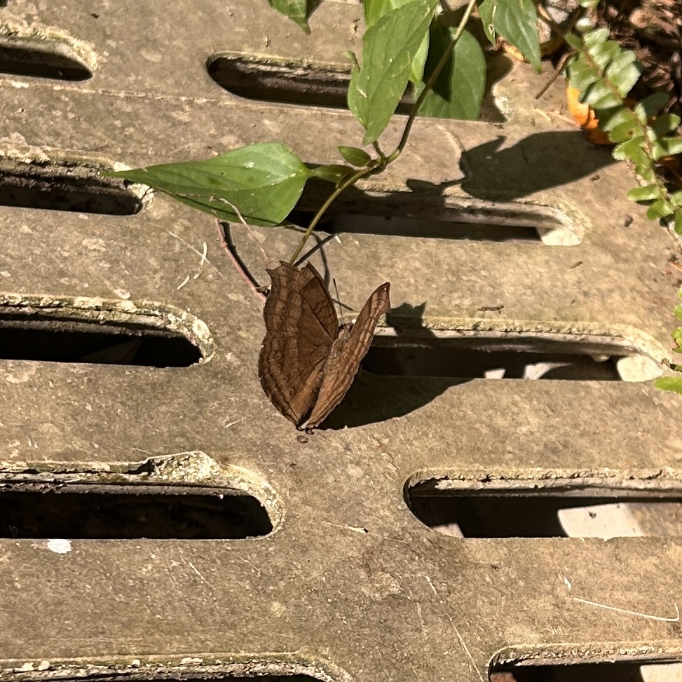 钩翅眼蛱蝶