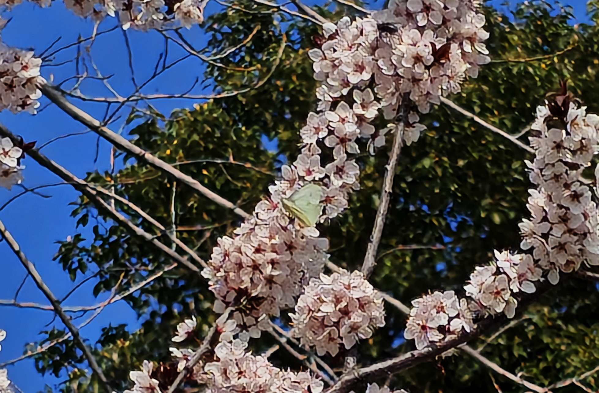 菜粉蝶