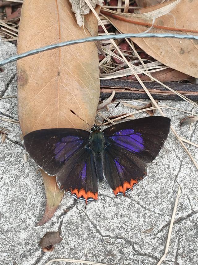 浓紫彩灰蝶