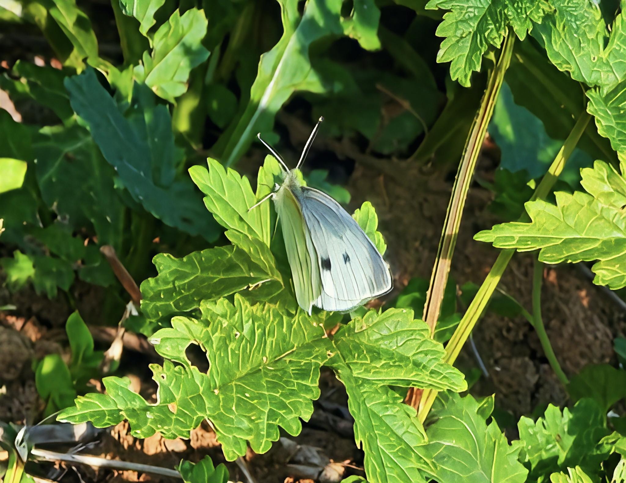 菜粉蝶