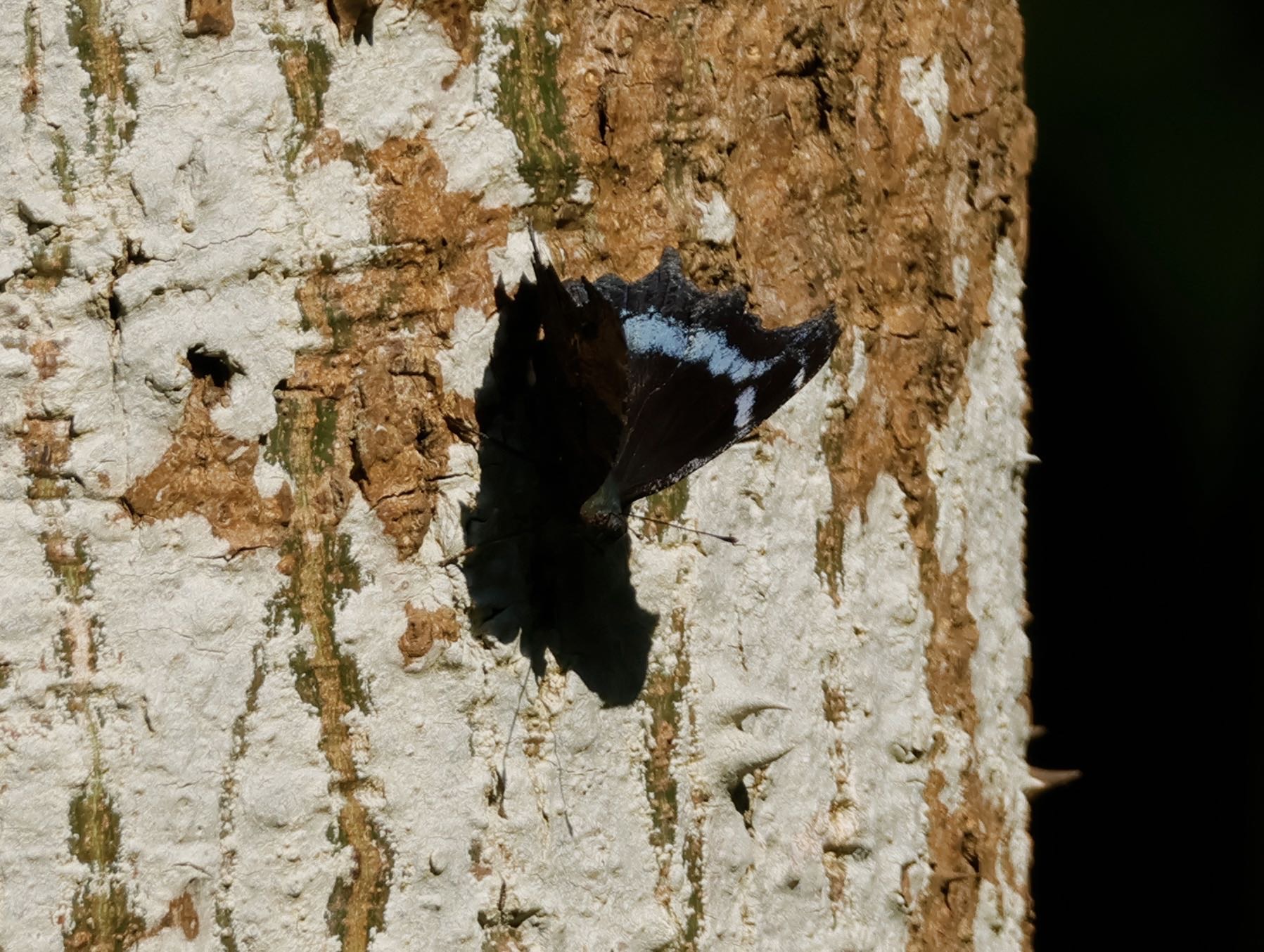 琉璃蛱蝶