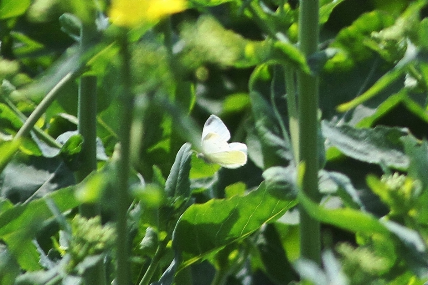 菜粉蝶