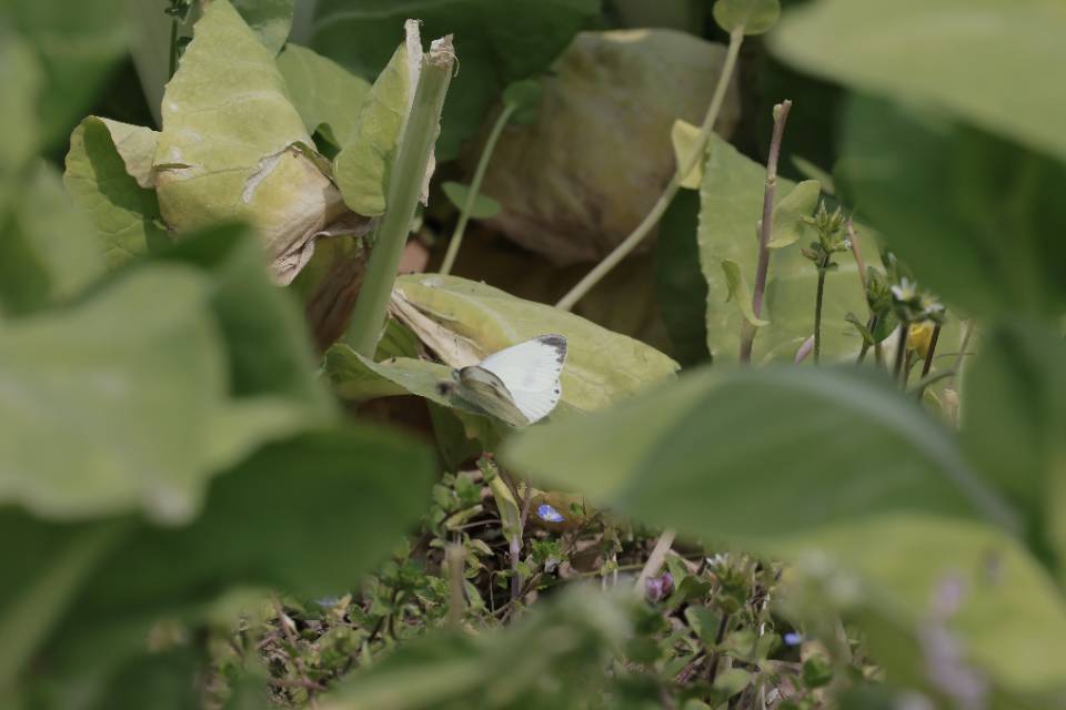 东方菜粉蝶