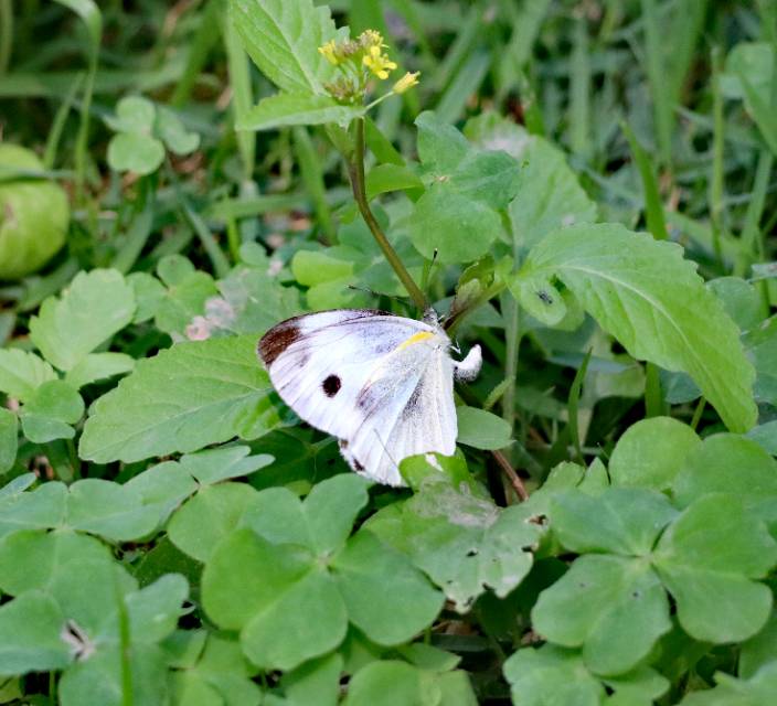 东方菜粉蝶