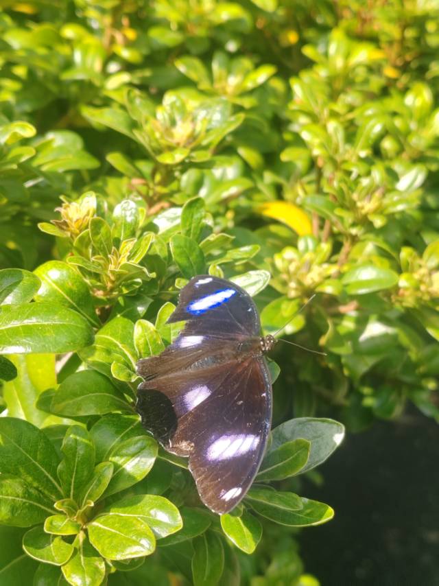 幻紫斑蛱蝶