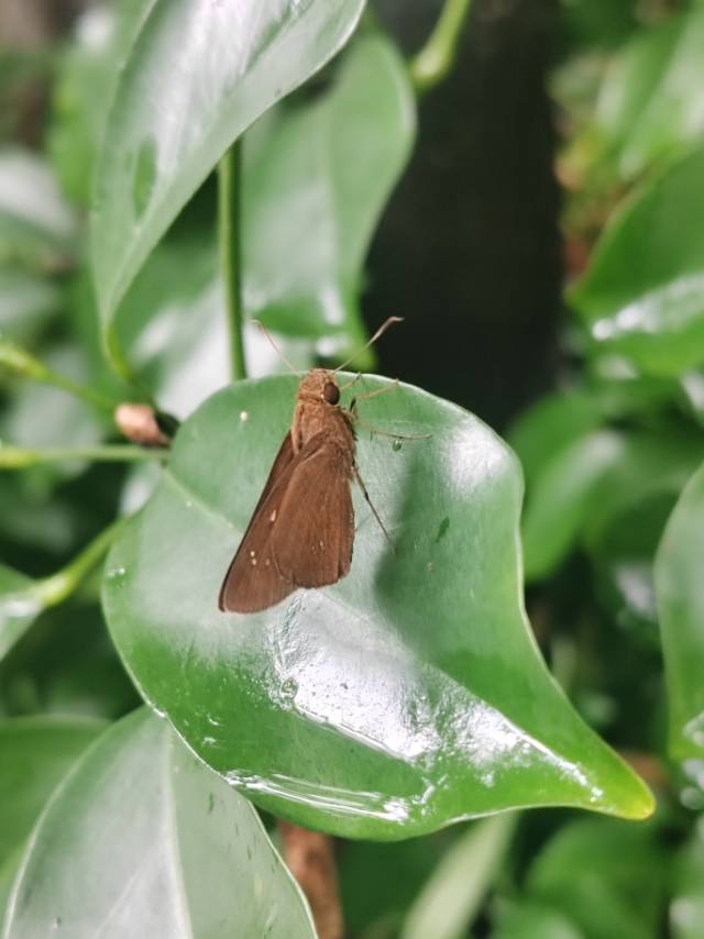 斑珂弄蝶