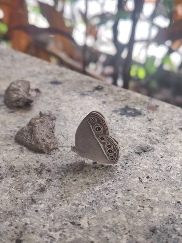 拟裴眉眼蝶