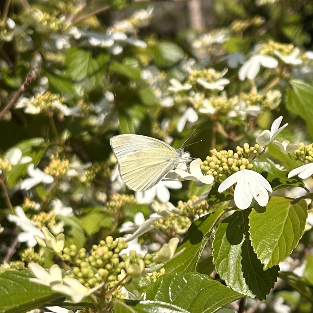 菜粉蝶