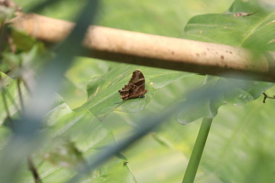 长纹黛眼蝶