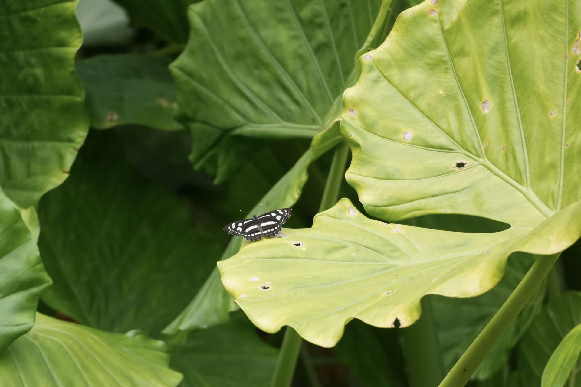 柱菲蛱蝶