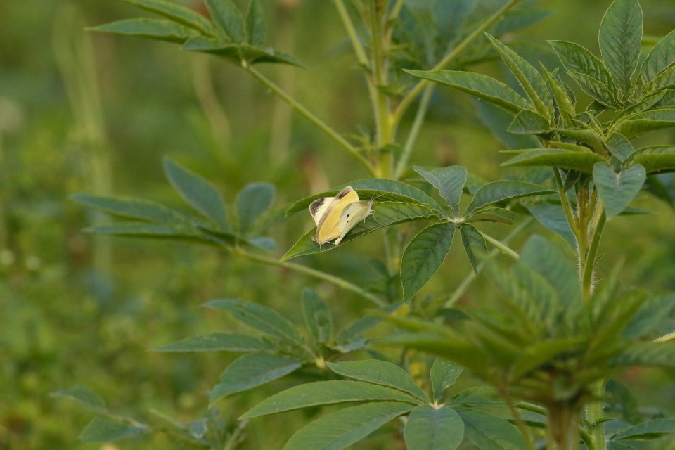 菜粉蝶