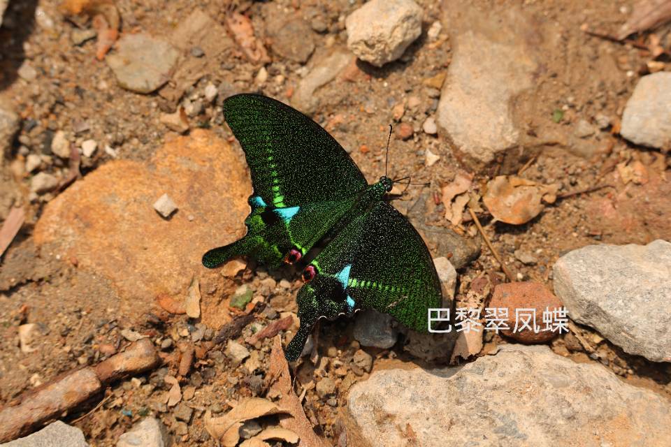 巴黎翠凤蝶