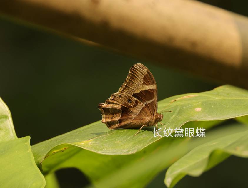 长纹黛眼蝶