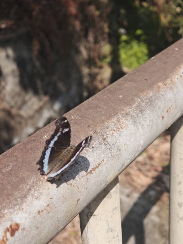 琉璃蛱蝶
