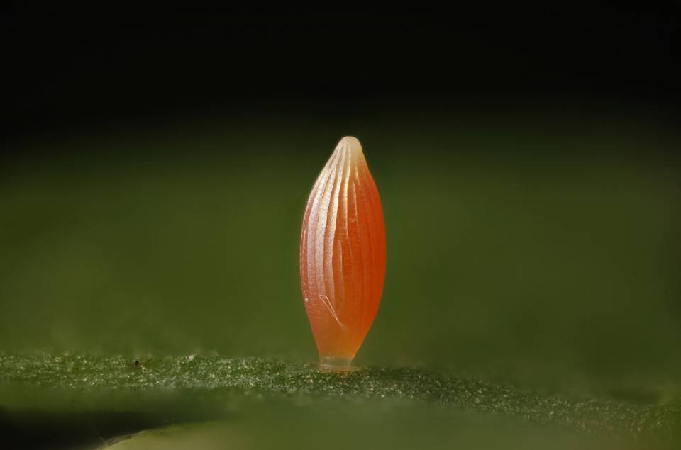 豆粉蝶属