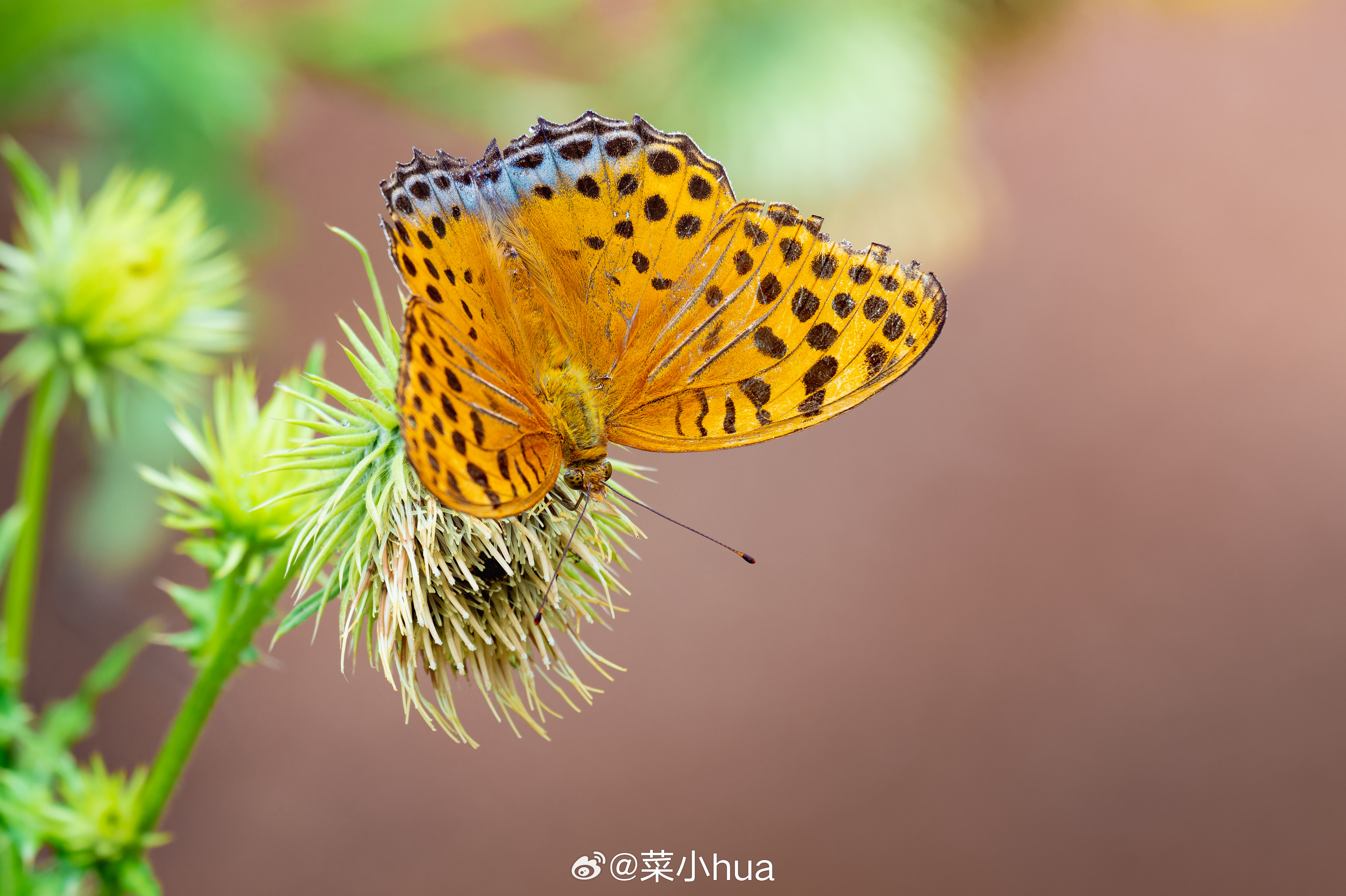 银豹蛱蝶