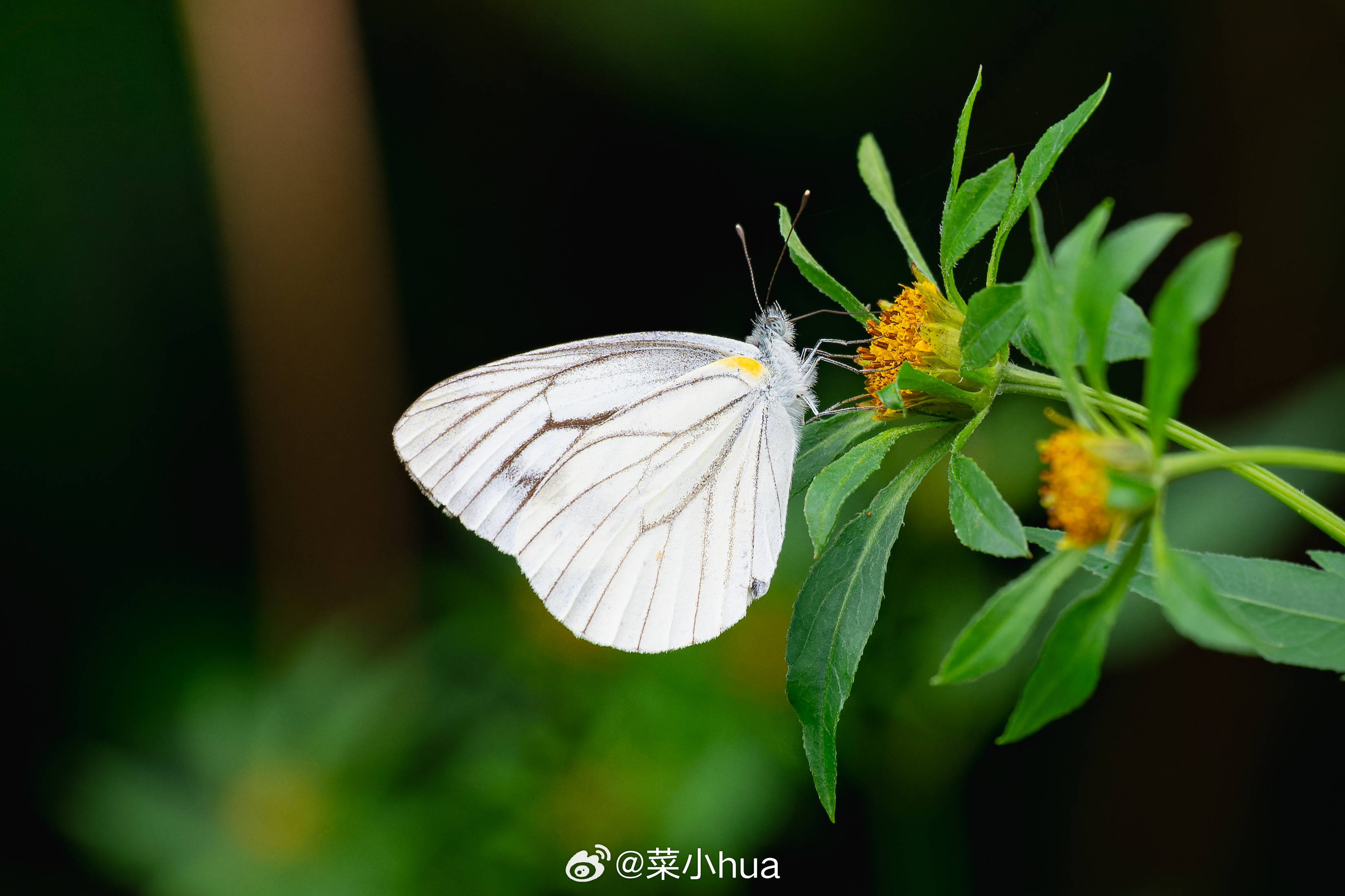 华西黑纹粉蝶