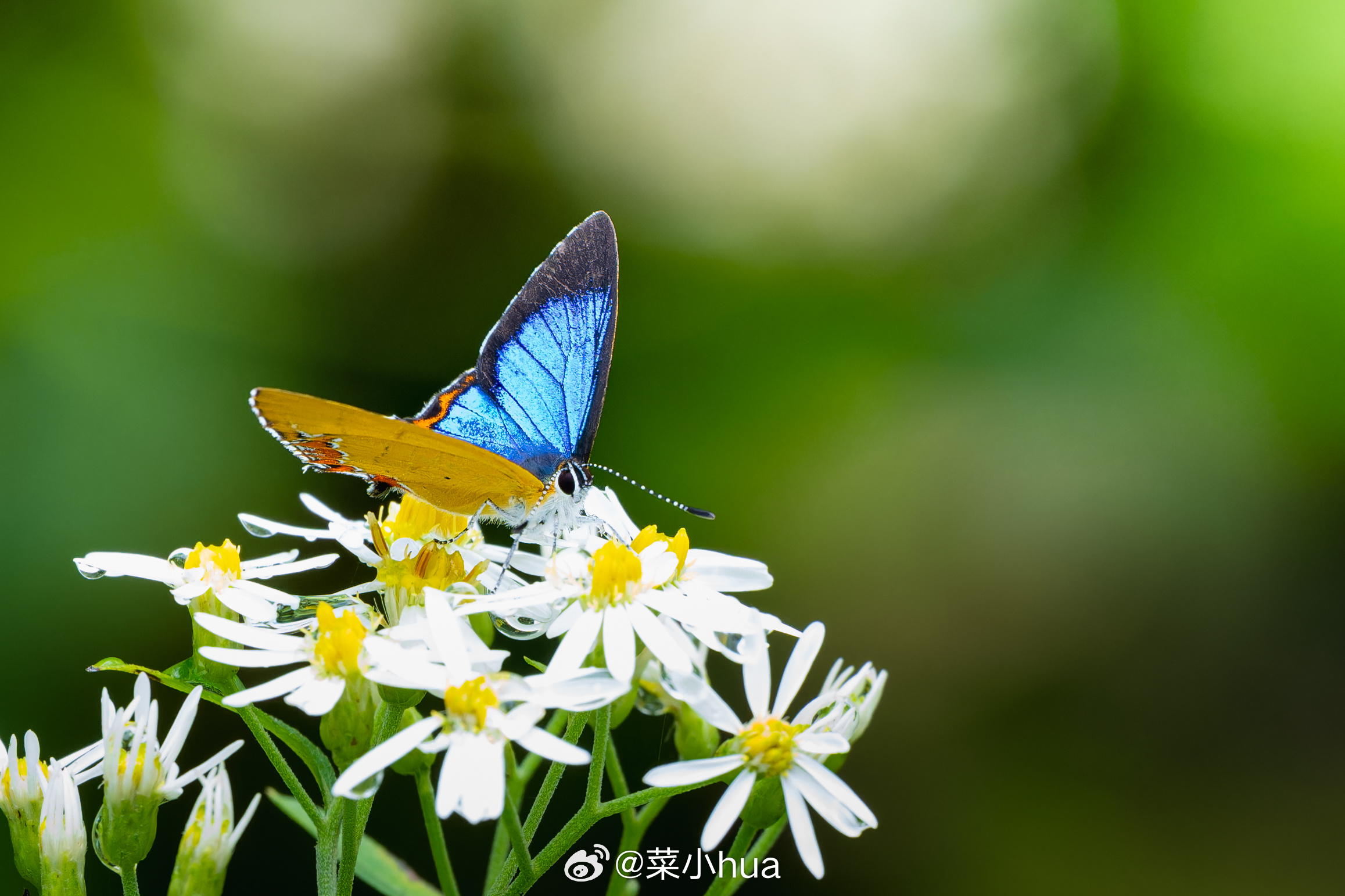 莎菲彩灰蝶