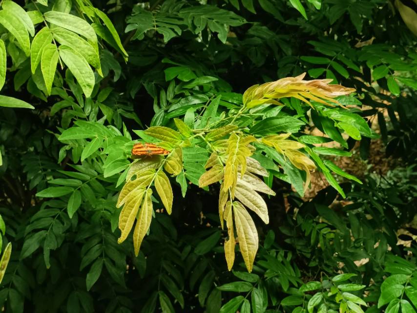 散纹盛蛱蝶