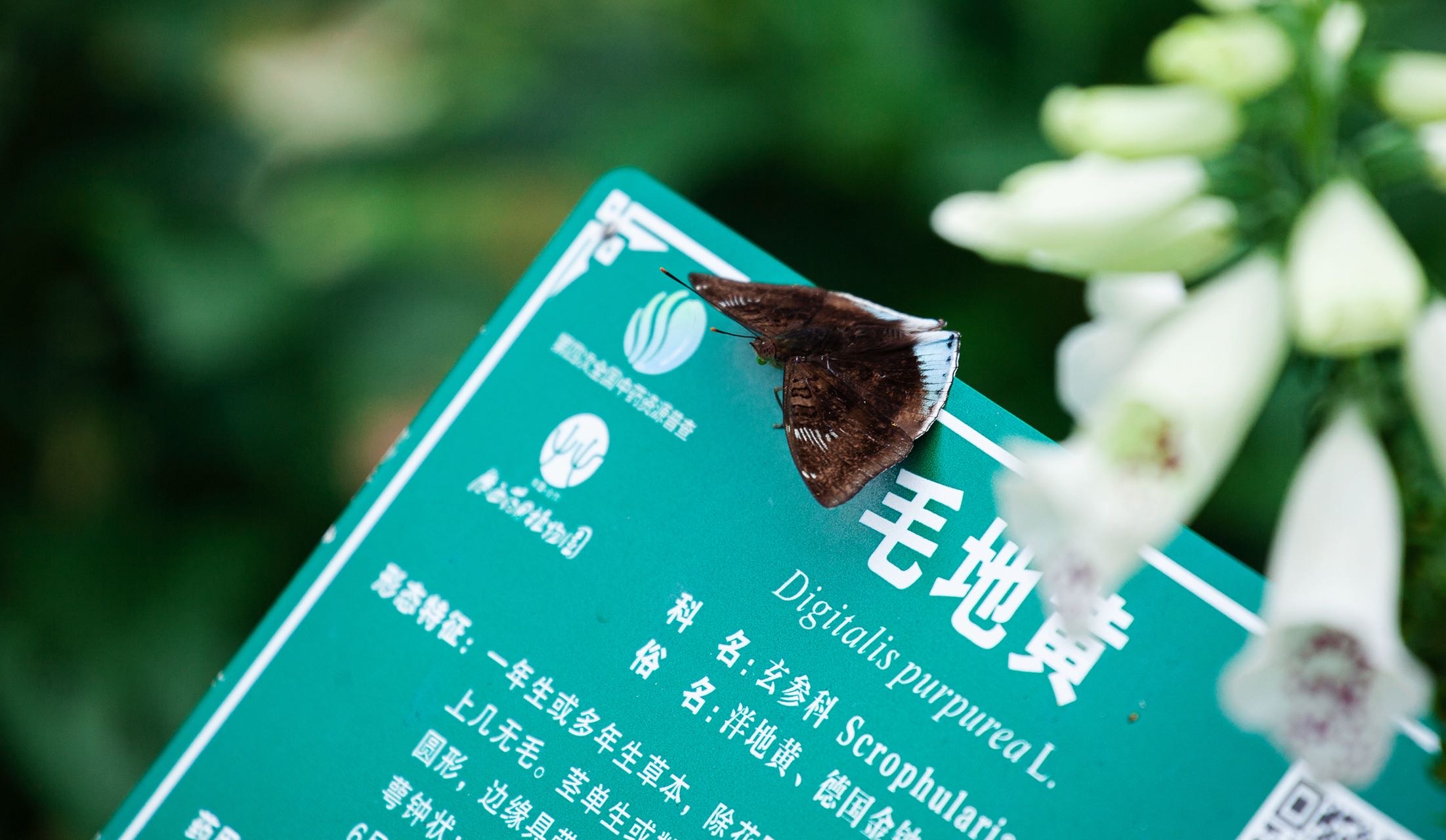 尖翅翠蛱蝶