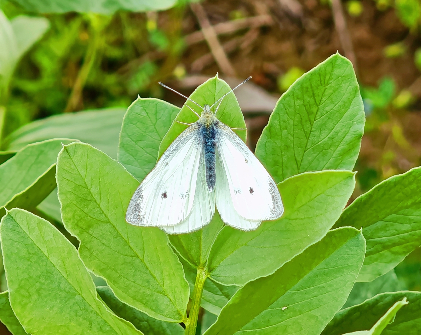 菜粉蝶