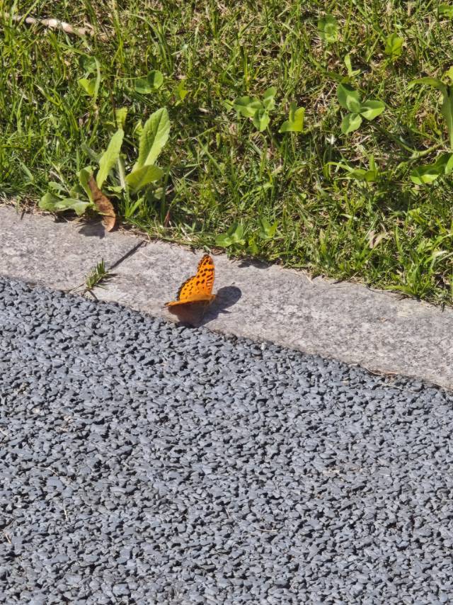 斐豹蛱蝶