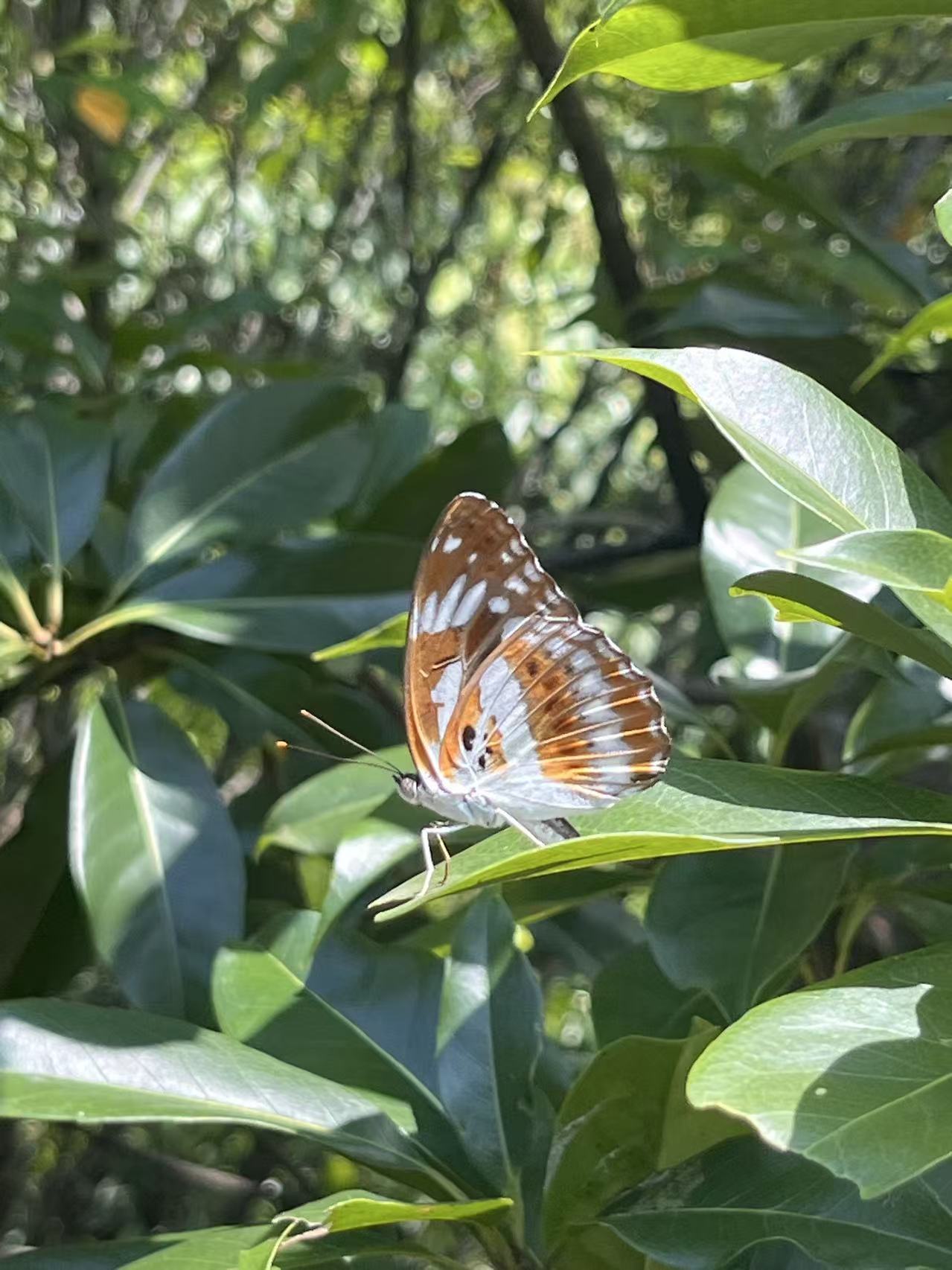 残锷线蛱蝶