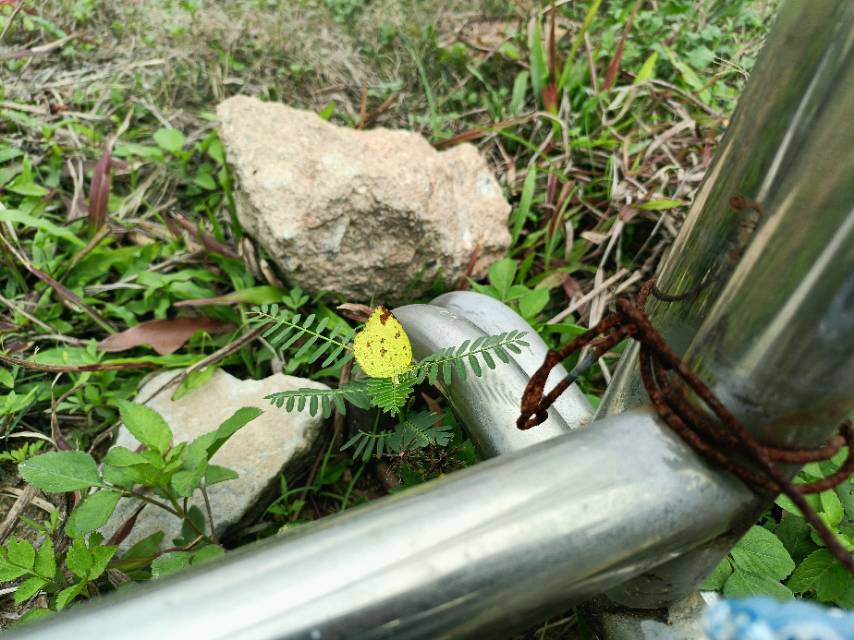 宽边黄粉蝶