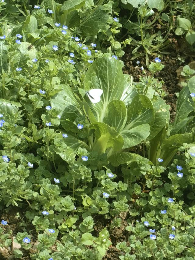 菜粉蝶