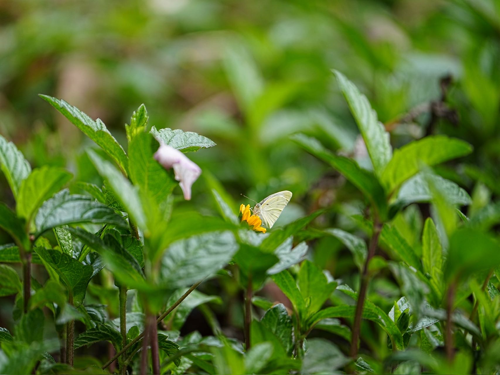 菜粉蝶
