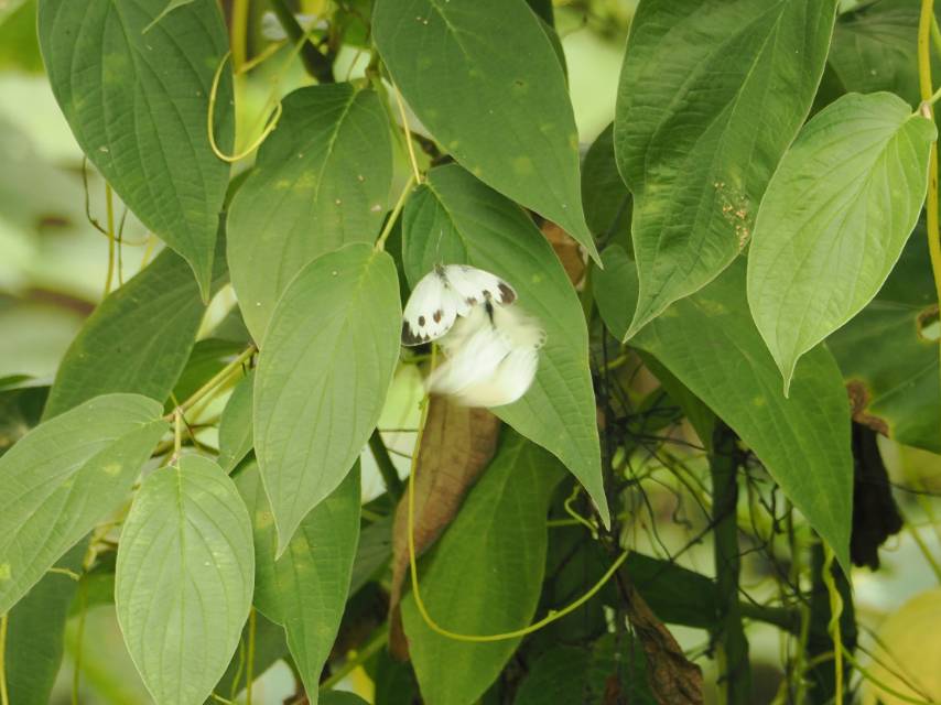 东方菜粉蝶