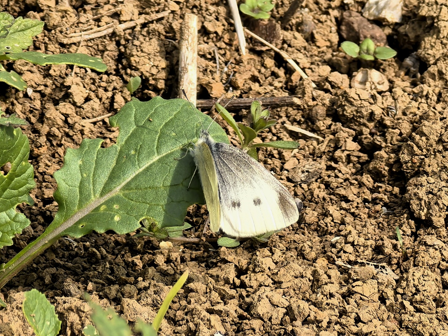 菜粉蝶