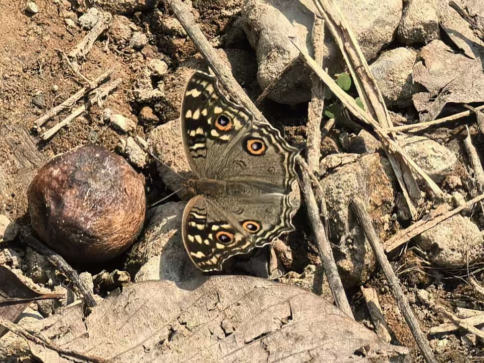 蛇眼蛱蝶