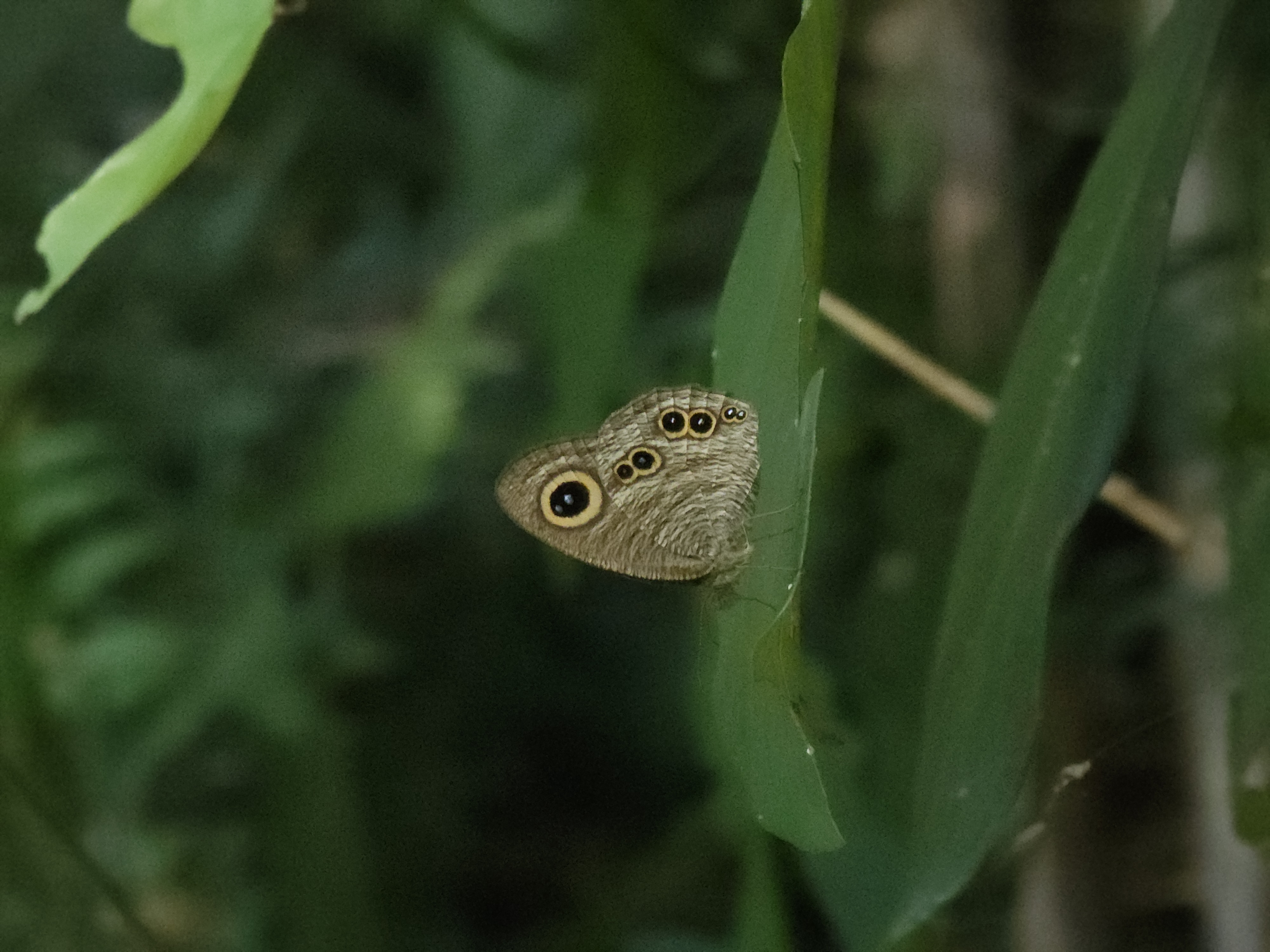 矍眼蝶