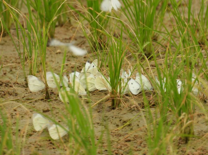 菜粉蝶