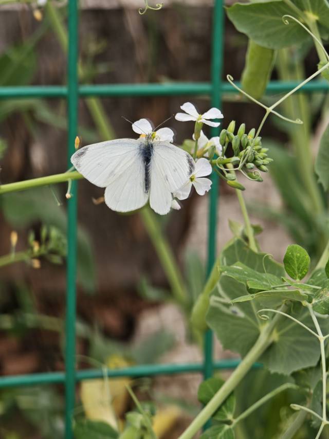 菜粉蝶