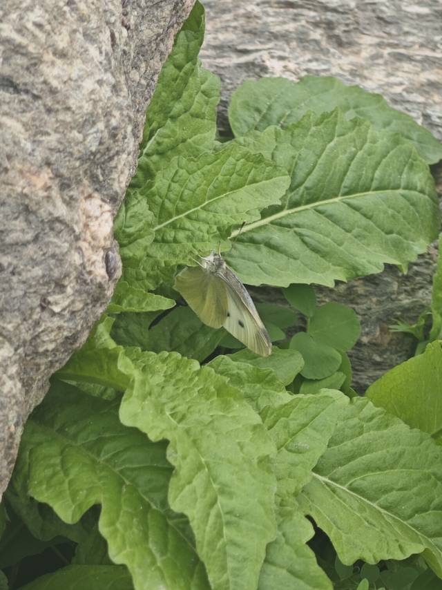 菜粉蝶