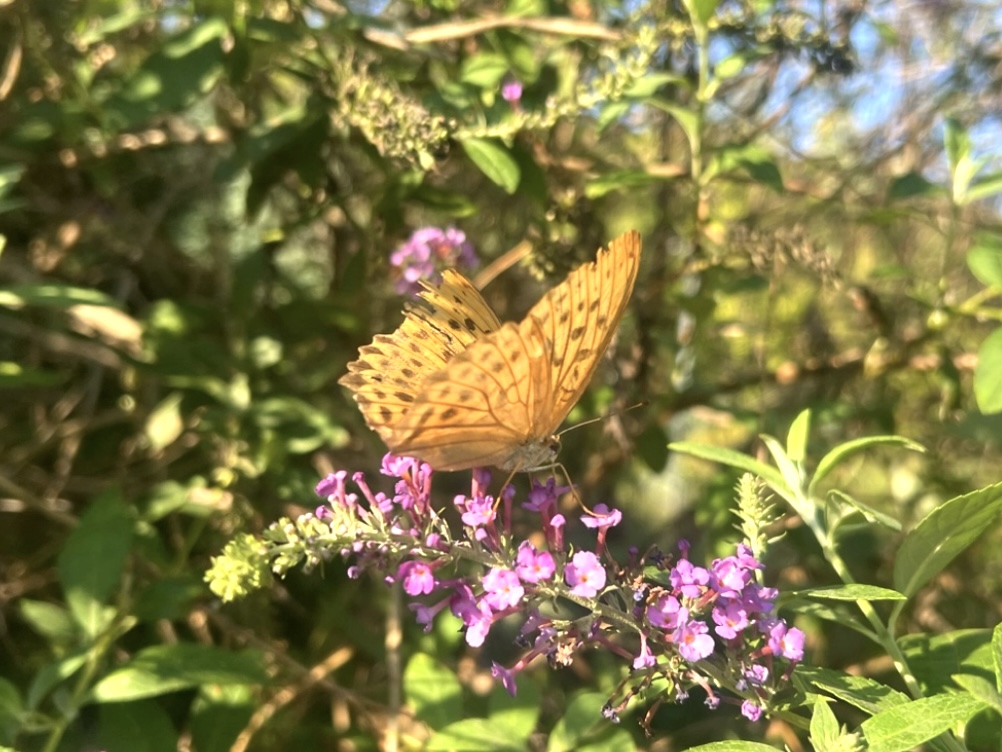 青豹蛱蝶