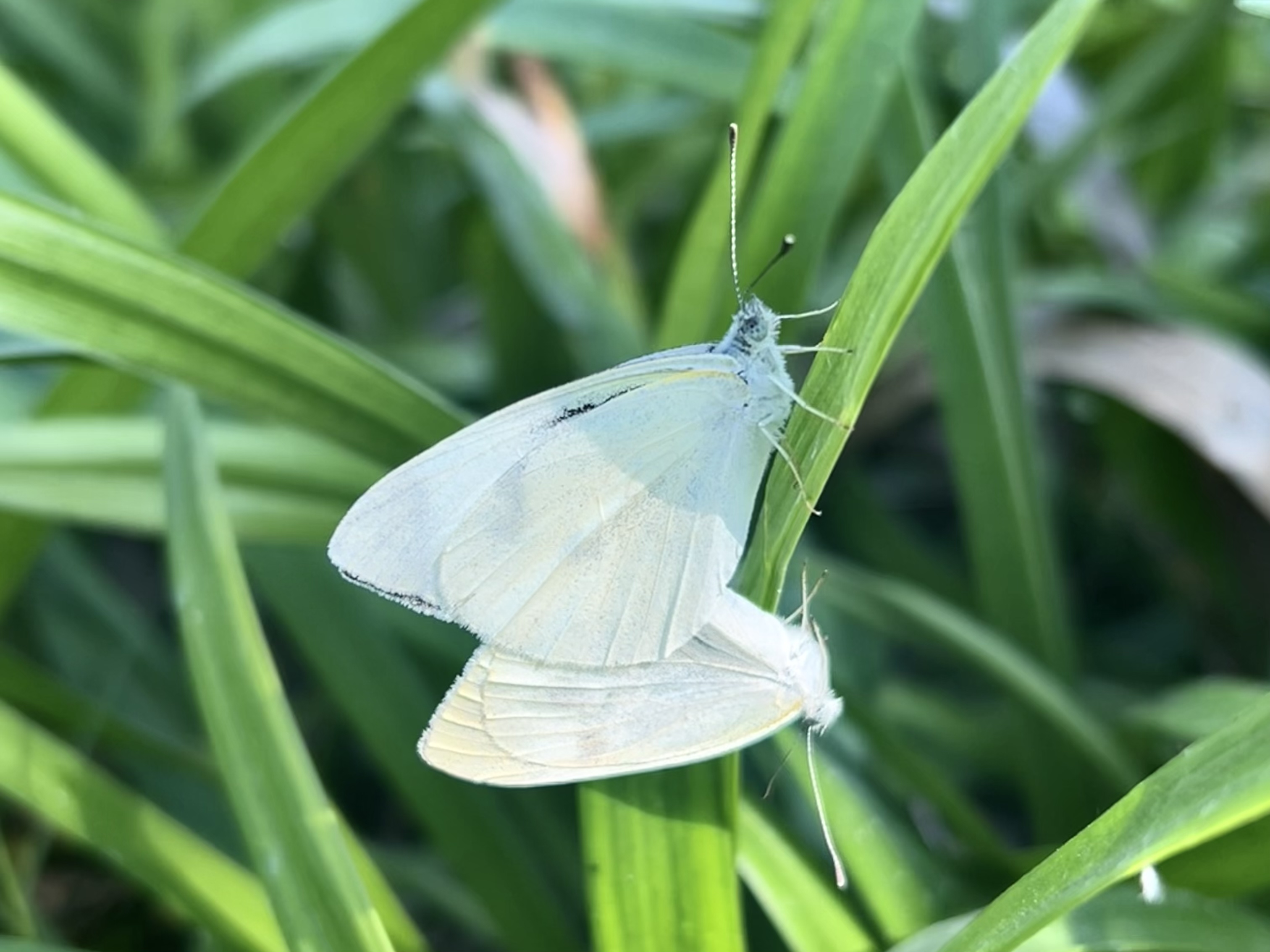 菜粉蝶