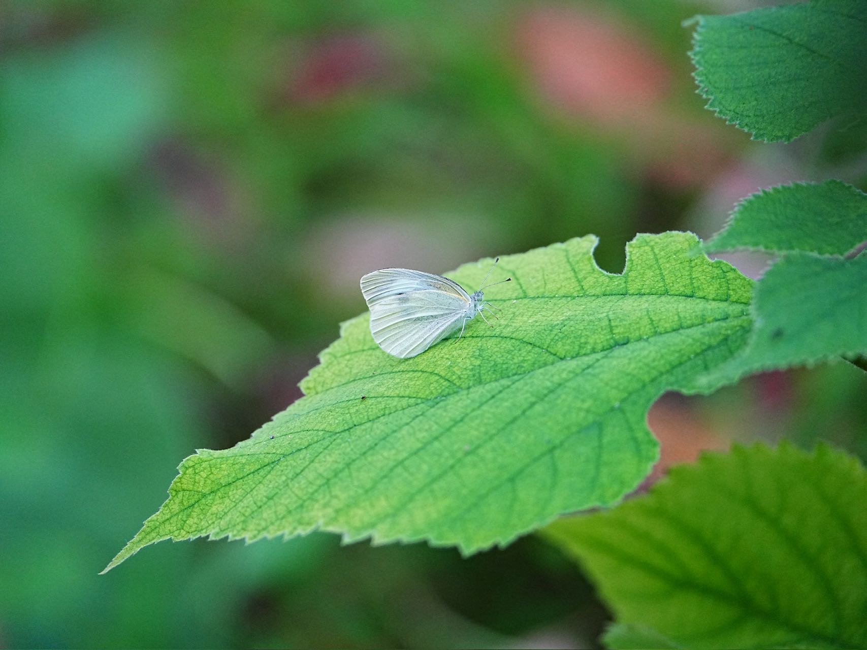 菜粉蝶