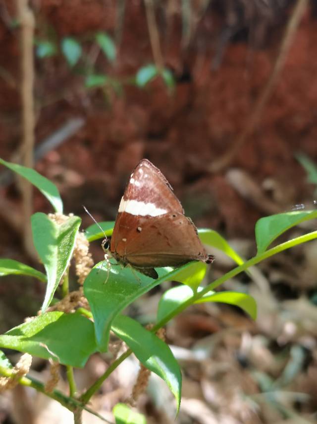 斜带缺尾蚬蝶