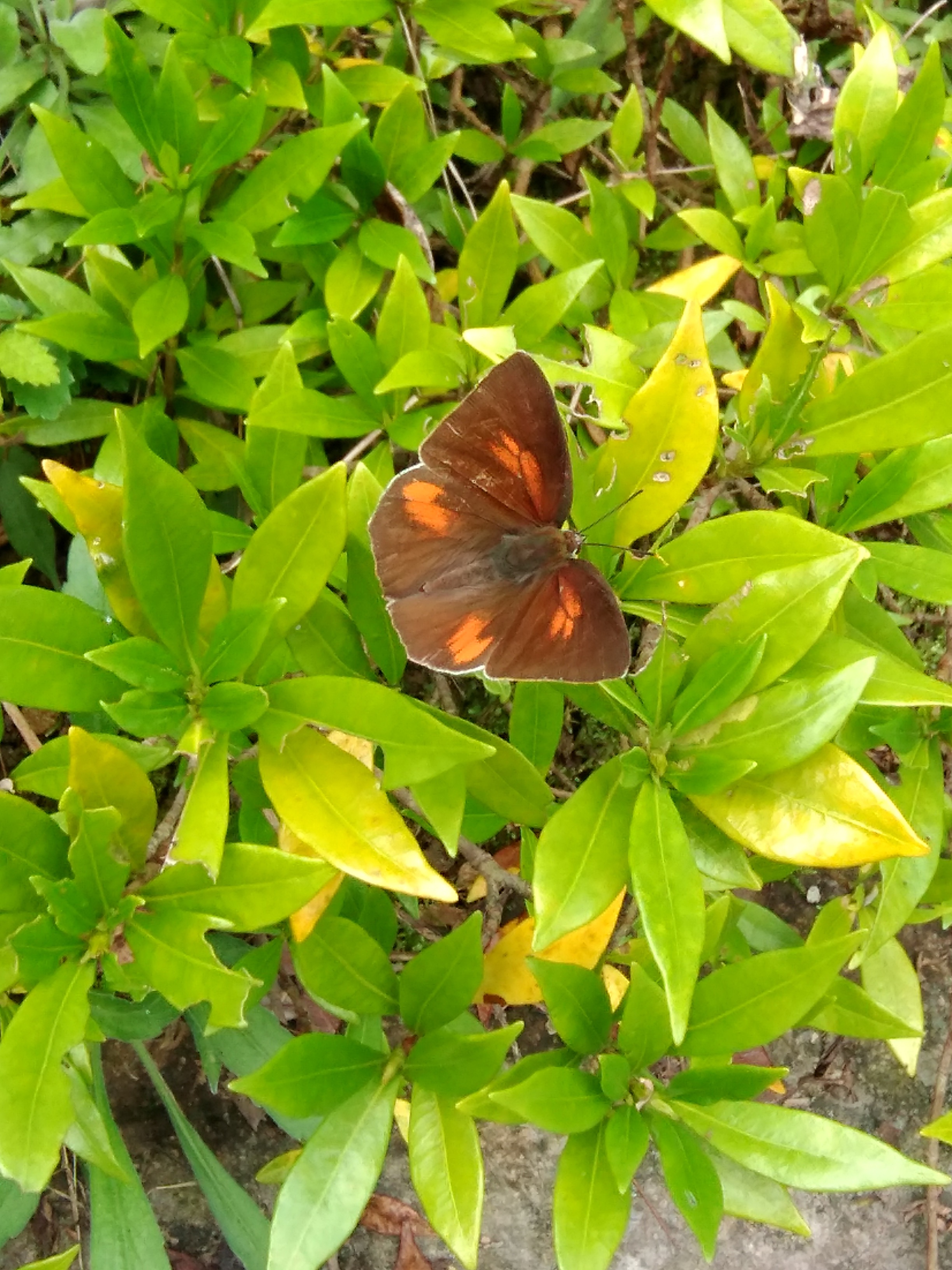 尖翅银灰蝶