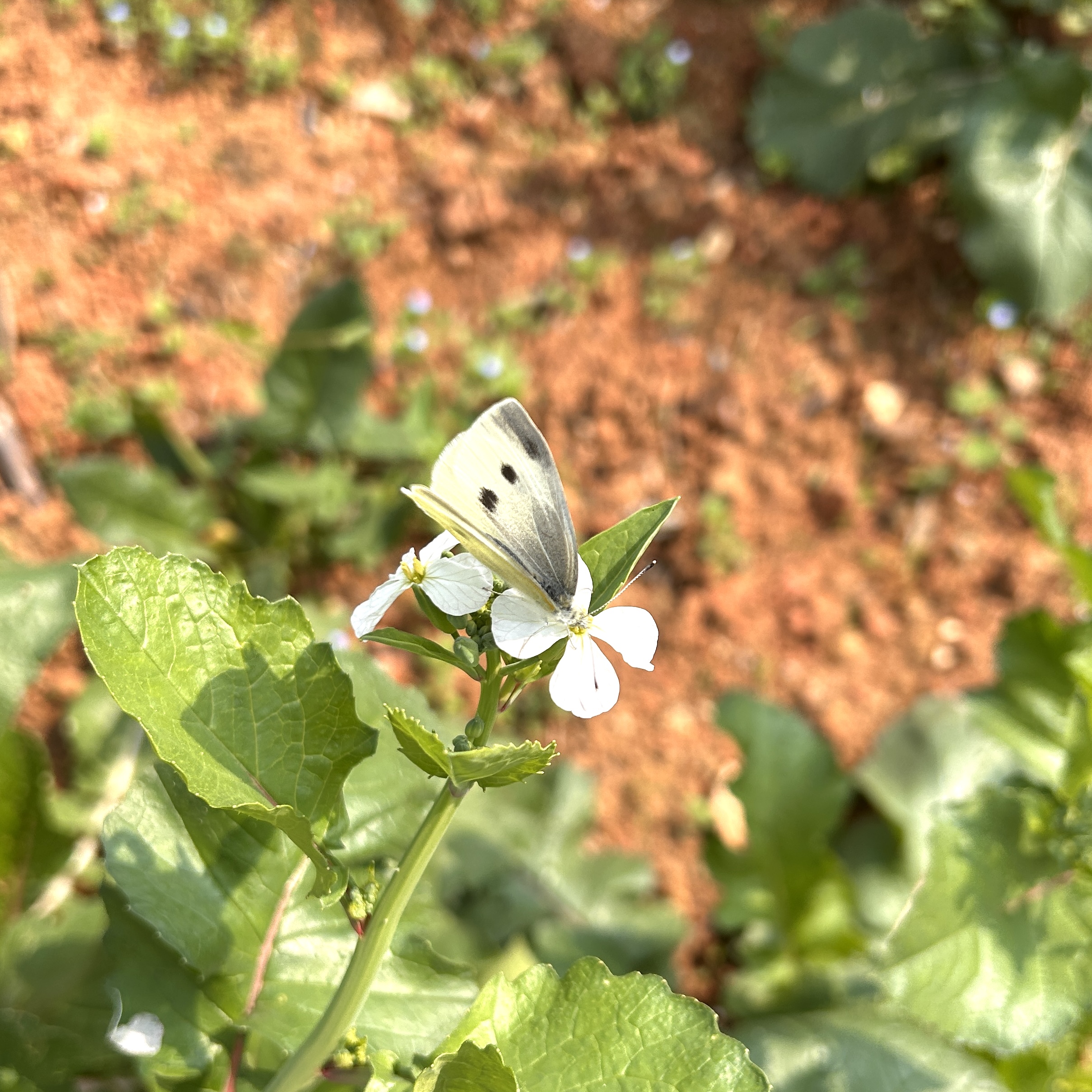 菜粉蝶