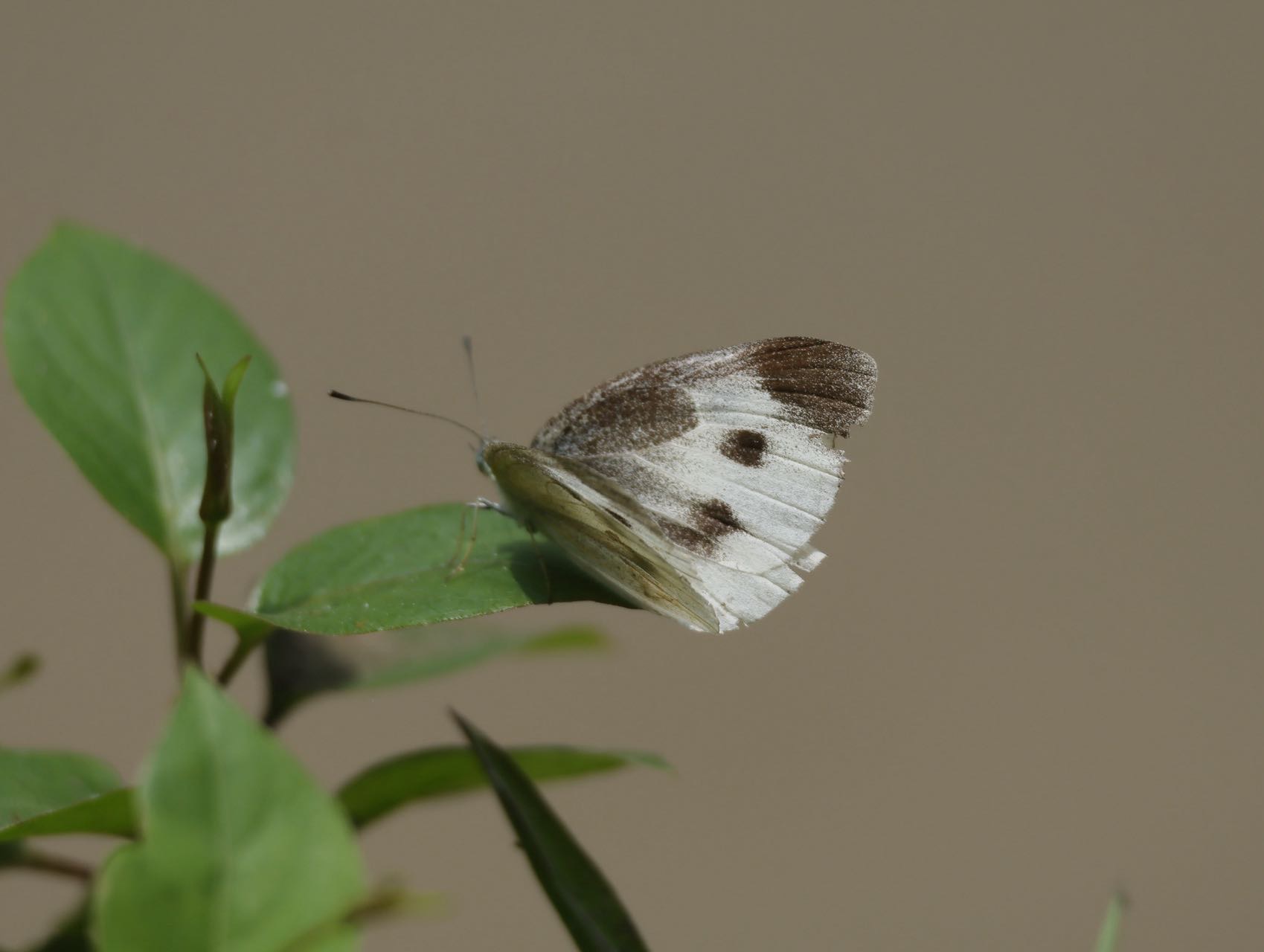 菜粉蝶