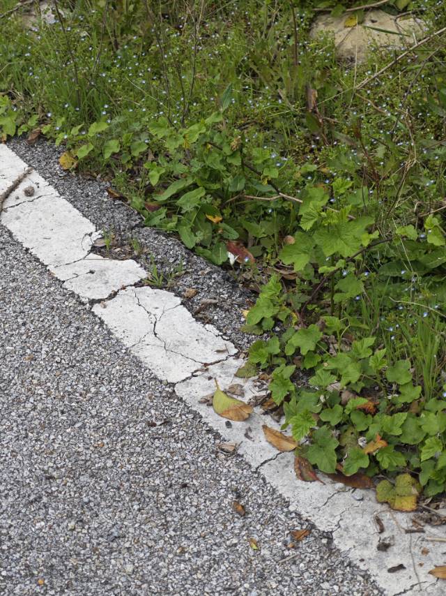 橙翅襟粉蝶