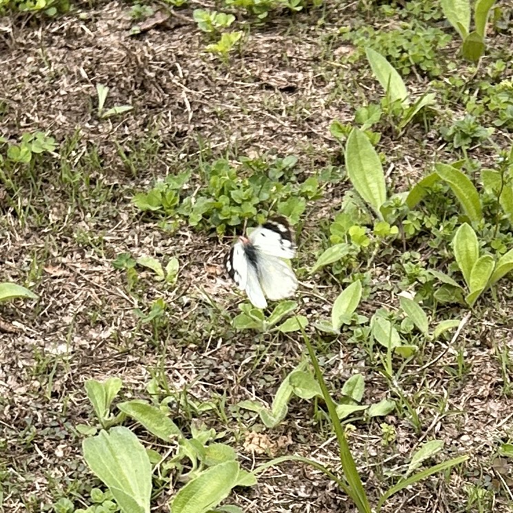 东亚豆粉蝶