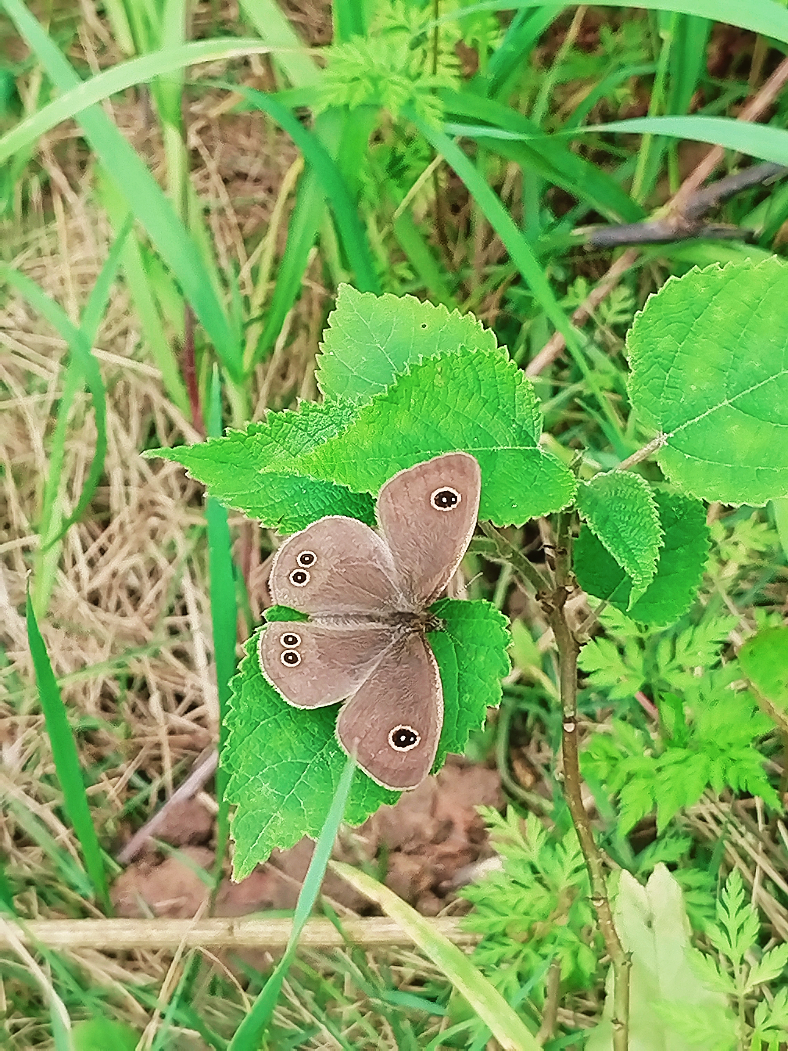 阿矍眼蝶
